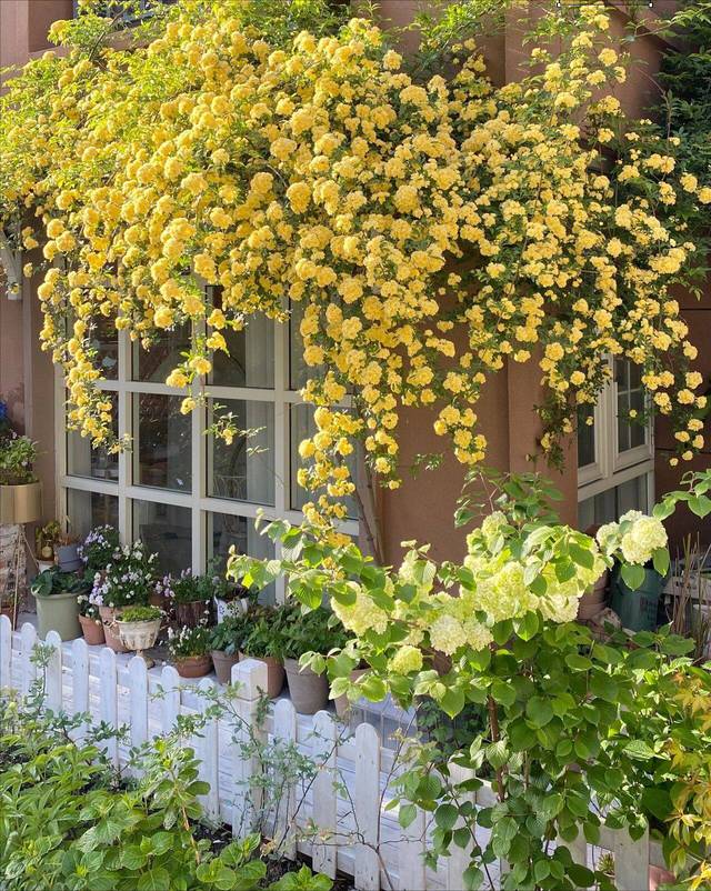 Ngẩn ngơ trước khu vườn nhà 60m² xanh tươi, đẹp như tranh vẽ, thác hoa phủ vàng ruộm cả một góc sân
