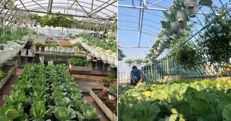 Nhà đầu bếp Hà Nội “mạnh tay” chi 70 triệu trồng rau trên sân thượng 54m2, quanh năm ăn rau sạch không phải ra chợ